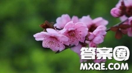 遇见最美的节日作文600字 关于遇见最美的节日的作文600字