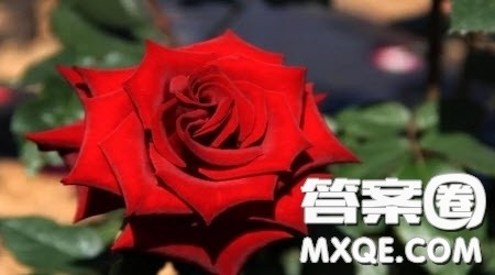 种什么样的种子开什么样的花作文600字 关于种什么样的种子开什么样的花的作文600字 种什么样的种子开什么样的花作文600字 关于种什么样的种子开什么样的花的作文600字