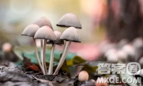 蘑菇效应作文800字 关于如何看待蘑菇效应作文800字 蘑菇效应作文800字 关于如何看待蘑菇效应作文800字