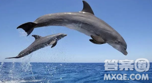 看海豚主题作文600字 写看海豚的主题作文600字