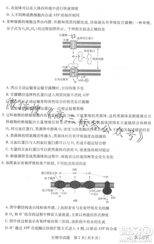 皖豫名校联盟2024届高中毕业班第一次考试生物学试卷答案