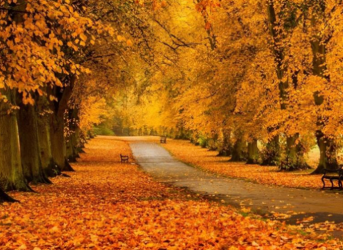 没有路的时候我们可能会迷路材料作文800字 关于没有路的时候我们可能会迷路的材料作文800字