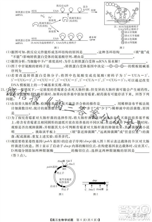三湘名校教育联盟2024届高三10月大联考生物试题及答案 三湘名校教育联盟2024届高三10月大联考生物试题及答案