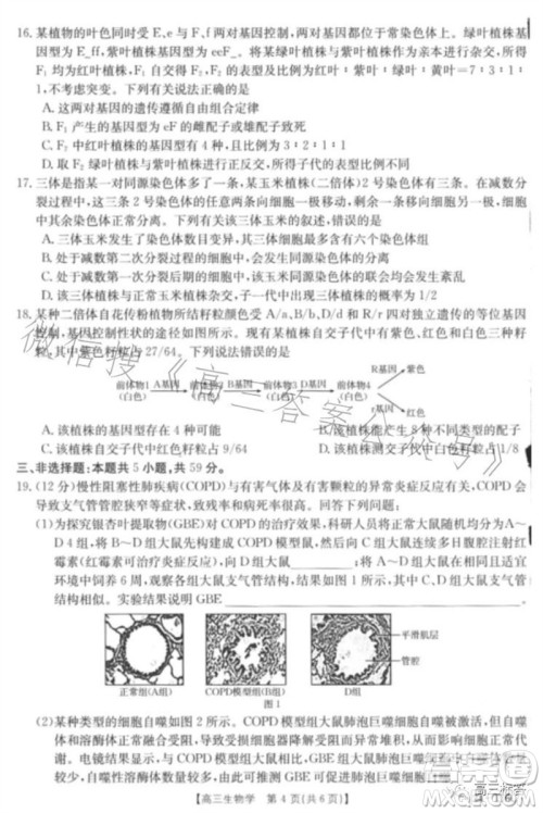 2024届河北高三10月份质检联盟期中考试24-116C生物试卷答案 2024届河北高三10月份质检联盟期中考试24-116C生物试卷答案