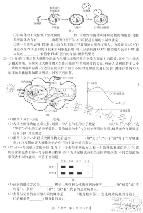 2024届河北高三10月份质检联盟期中考试24-116C生物试卷答案 2024届河北高三10月份质检联盟期中考试24-116C生物试卷答案