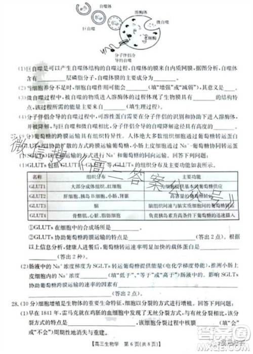 2024届新疆金太阳联考高三10月30日24-46C生物试卷答案 2024届新疆金太阳联考高三10月30日24-46C生物试卷答案