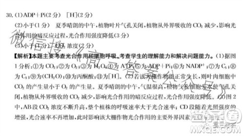 2024届新疆金太阳联考高三10月30日24-46C生物试卷答案 2024届新疆金太阳联考高三10月30日24-46C生物试卷答案