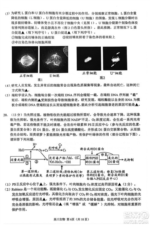 扬州市2023-2024学年高三上学期期中检测试题生物答案