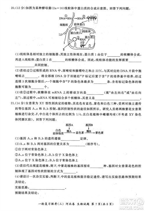 百师联盟2024届高三上学期一轮复习联考三河北卷生物参考答案 百师联盟2024届高三上学期一轮复习联考三河北卷生物参考答案