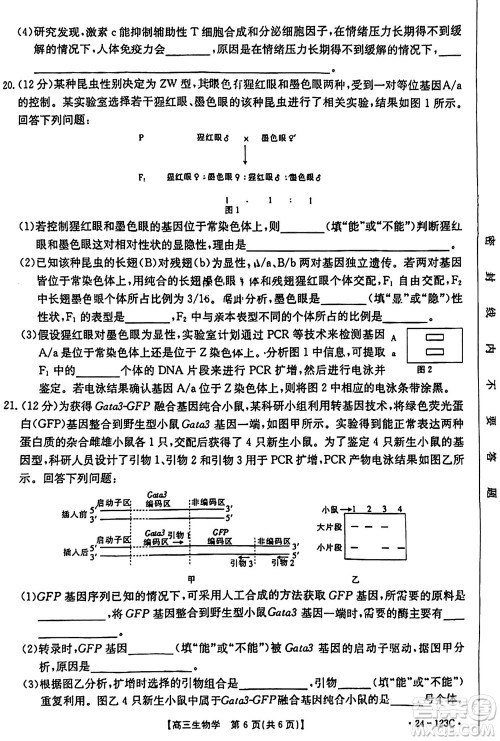 广西金太阳2024届高三上学期11月跨市联合适应性训练检测卷24-123C生物答案