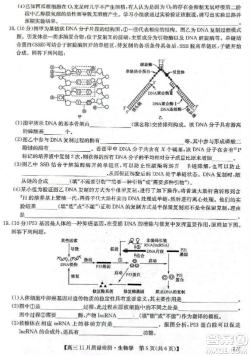 九师联盟2024届高三上学期11月质量检测LY生物参考答案