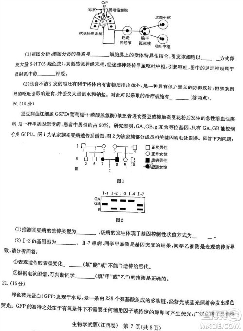 华大新高考联盟2024届高三11月教学质量测评江西卷生物参考答案