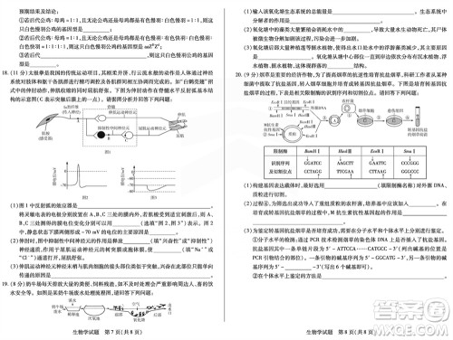 天一大联考皖豫名校联盟2024届高中毕业班上学期第二次考试生物参考答案