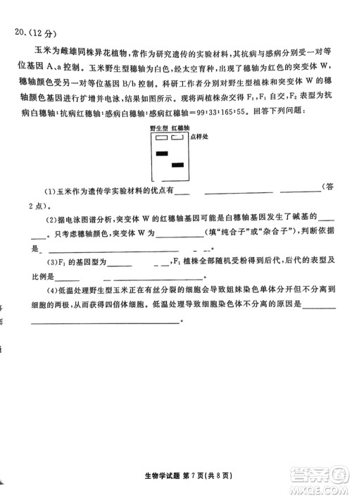 衡水金卷2024届高三上学期12月大联考生物试题参考答案