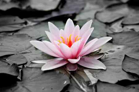 花好月圆材料作文800字 关于花好月圆的材料作文800字 花好月圆材料作文800字 关于花好月圆的材料作文800字