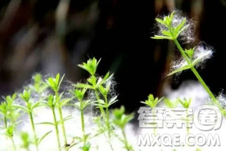 认知的局限与突破材料作文800字 关于认知的局限与突破的材料作文800字 认知的局限与突破材料作文800字 关于认知的局限与突破的材料作文800字