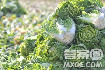 大白菜味甘性平材料作文800字 关于大白菜味甘性平的材料作文800字