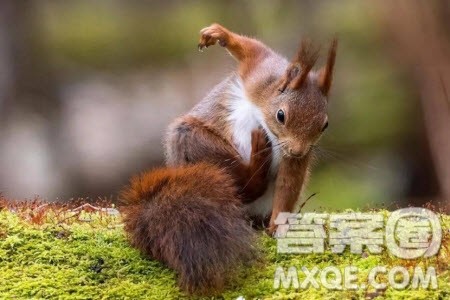 关注野生动物的保护的倡议书英语作文 关注野生动物的保护的倡议书英语作文