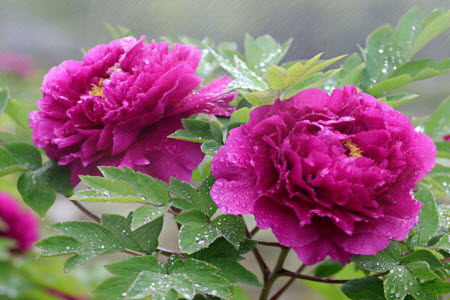 牡丹花好空入目枣花虽小结实成材料作文800字 关于牡丹花好空入目枣花虽小结实成的材料作文800字 牡丹花好空入目枣花虽小结实成材料作文800字 关于牡丹花好空入目枣花虽小结实成的材料作文800字