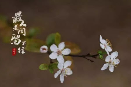 诗意人生演讲稿作文800字 关于诗意人生的演讲稿作文800字 诗意人生演讲稿作文800字 关于诗意人生的演讲稿作文800字