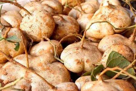 地瓜的成长历程材料作文800字 关于地瓜的成长历程的材料作文800字 地瓜的成长历程材料作文800字 关于地瓜的成长历程的材料作文800字