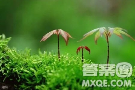 草木有本心为题作文600字 关于草木有本心为题目的作文600字