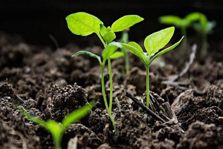 附着大地上你是土壤材料作文800字 关于附着大地上你是土壤的材料作文800字 附着大地上你是土壤材料作文800字 关于附着大地上你是土壤的材料作文800字