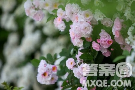 明知你真是冤枉错过了许多赏心乐事材料作文800字 明知你真是冤枉错过了许多赏心乐事材料作文800字