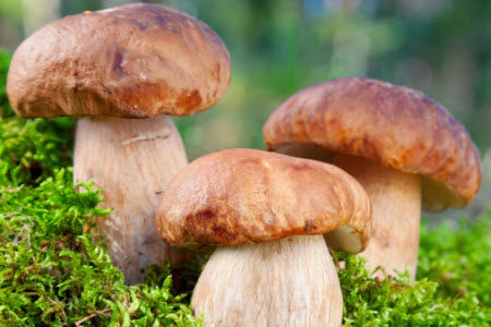 人应该像蘑菇一样材料作文800字 关于人应该像蘑菇一样的材料作文800字 人应该像蘑菇一样材料作文800字 关于人应该像蘑菇一样的材料作文800字