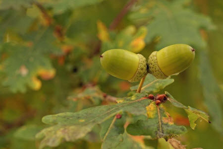 人和人只要是共同吃过一棵树上的果实材料作文800字