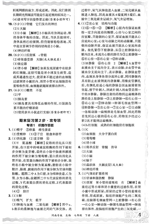 江西人民出版社2024年春王朝霞各地期末试卷精选七年级生物下册人教版河南专版答案 江西人民出版社2024年春王朝霞各地期末试卷精选七年级生物下册人教版河南专版答案