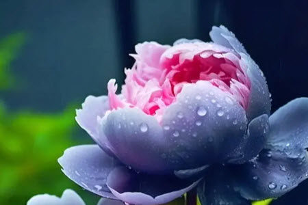 花中窥人为题作文600字 关于花中窥人为题的作文600字 花中窥人为题作文600字 关于花中窥人为题的作文600字