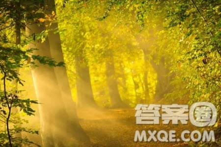 路上总有阴影但抬头总能看见阳光材料作文800字 关于路上总有阴影但抬头总能看见阳光材料作文800字