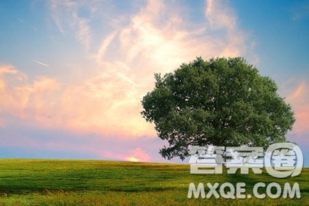 _____那棵树为题作文600字 关于_____那棵树为题的作文600字 _____那棵树为题作文600字 关于_____那棵树为题的作文600字