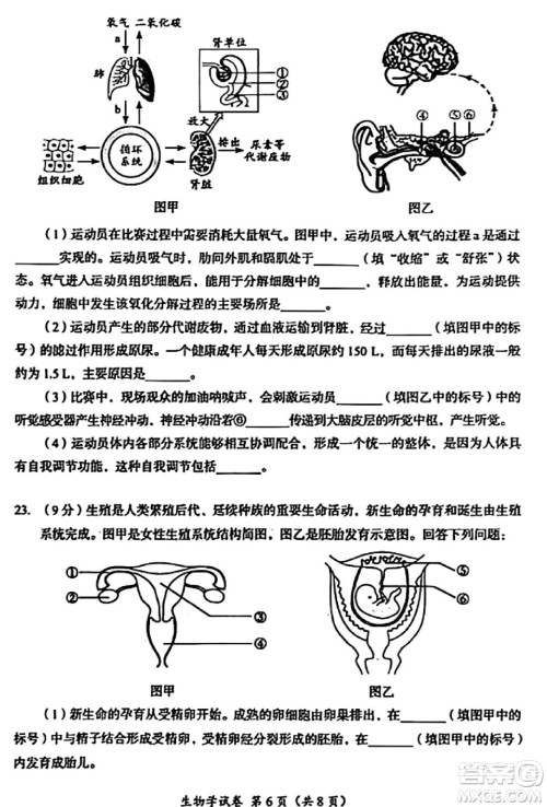 2024成都中考生物真题答案