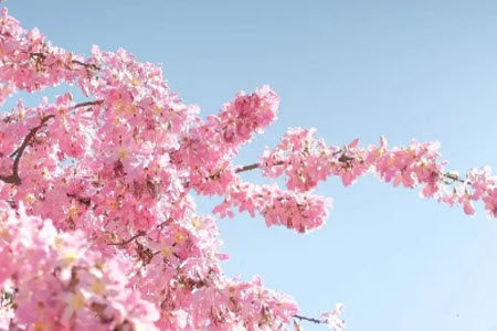 早樱中樱晚樱材料作文800字 关于早樱中樱晚樱的材料作文800字