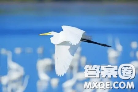 如果你过分珍爱自己的羽毛材料作文800字 关于如果你过分珍爱自己的羽毛的材料作文800字 如果你过分珍爱自己的羽毛材料作文800字 关于如果你过分珍爱自己的羽毛的材料作文800字