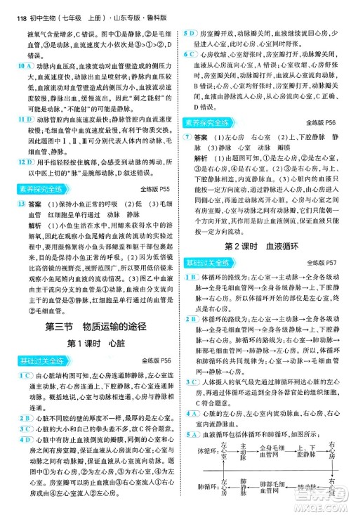 首都师范大学出版社2024年秋初中同步5年中考3年模拟七年级生物上册鲁科版山东专版答案 首都师范大学出版社2024年秋初中同步5年中考3年模拟七年级生物上册鲁科版山东专版答案