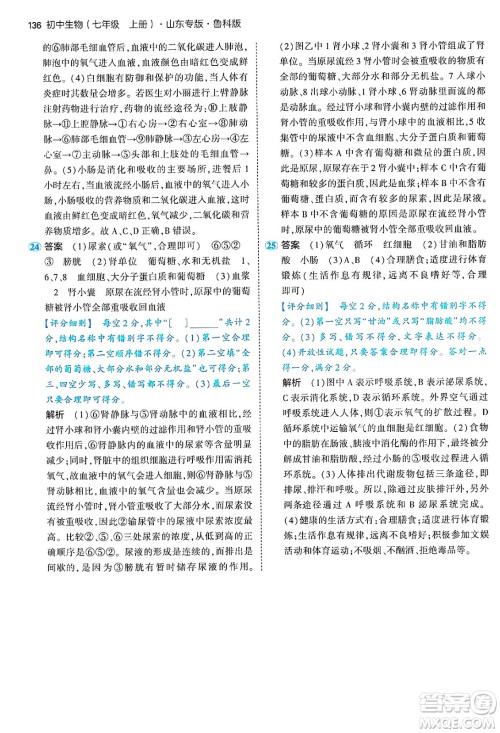 首都师范大学出版社2024年秋初中同步5年中考3年模拟七年级生物上册鲁科版山东专版答案 首都师范大学出版社2024年秋初中同步5年中考3年模拟七年级生物上册鲁科版山东专版答案