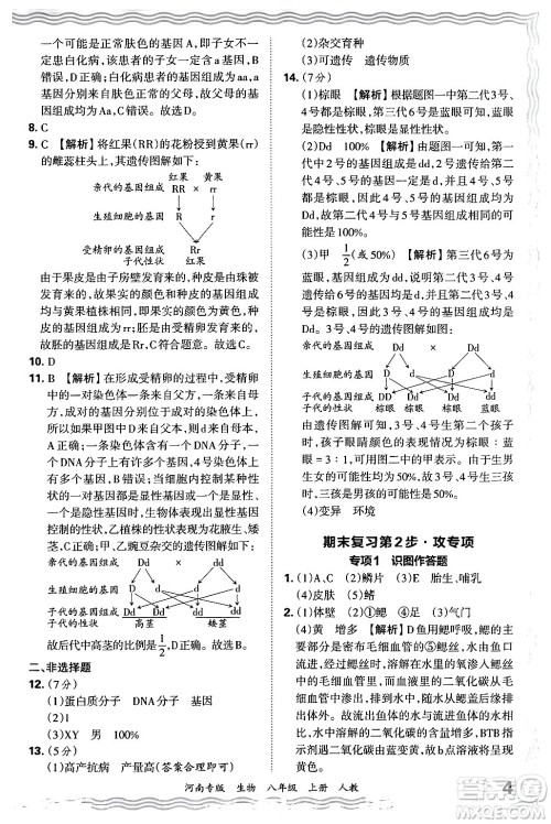 江西人民出版社2024年秋王朝霞各地期末试卷精选八年级生物上册人教版河南专版答案