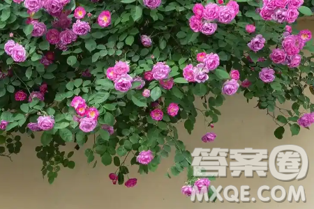 不受细节影响的钝感才是生活中最宝贵的才能材料作文800字 不受细节影响的钝感才是生活中最宝贵的才能材料作文800字