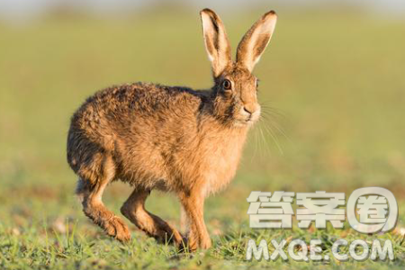 三人外出打猎重奖贡献最大者奖当属谁材料作文800字 三人外出打猎重奖贡献最大者奖当属谁材料作文800字