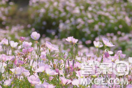 人们总是希望创造奇迹材料作文800字 人们总是希望创造奇迹材料作文800字