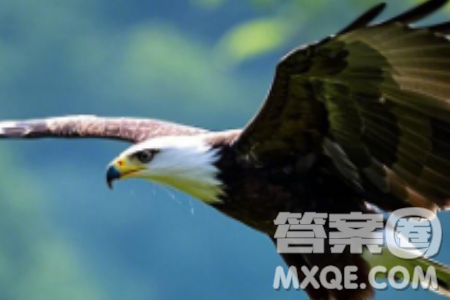 雄鹰和蜘蛛材料作文800字 关于雄鹰和蜘蛛的材料作文800字 雄鹰和蜘蛛材料作文800字 关于雄鹰和蜘蛛的材料作文800字