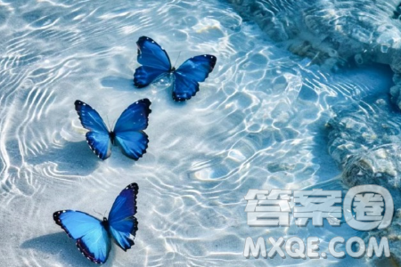 在屏幕中认识蝴蝶的孩子将在现实中失去飞翔的翅膀材料作文800字 在屏幕中认识蝴蝶的孩子将在现实中失去飞翔的翅膀材料作文800字